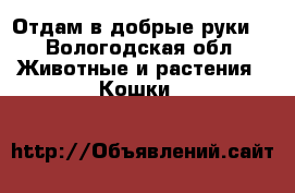Отдам в добрые руки  - Вологодская обл. Животные и растения » Кошки   